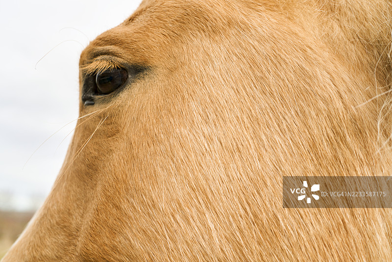 一匹巴洛米诺马自由地望向地平线图片素材