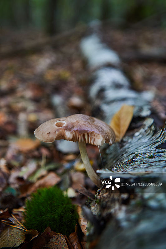 森林中倒下的原木上的一朵蘑菇特写图片素材