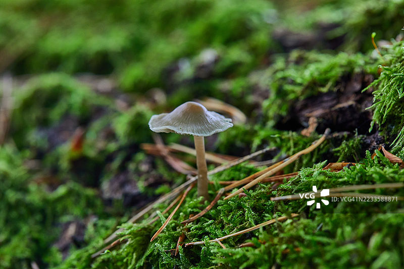 在自然光下，苔藓覆盖的森林地面上有一朵单独的蘑菇图片素材