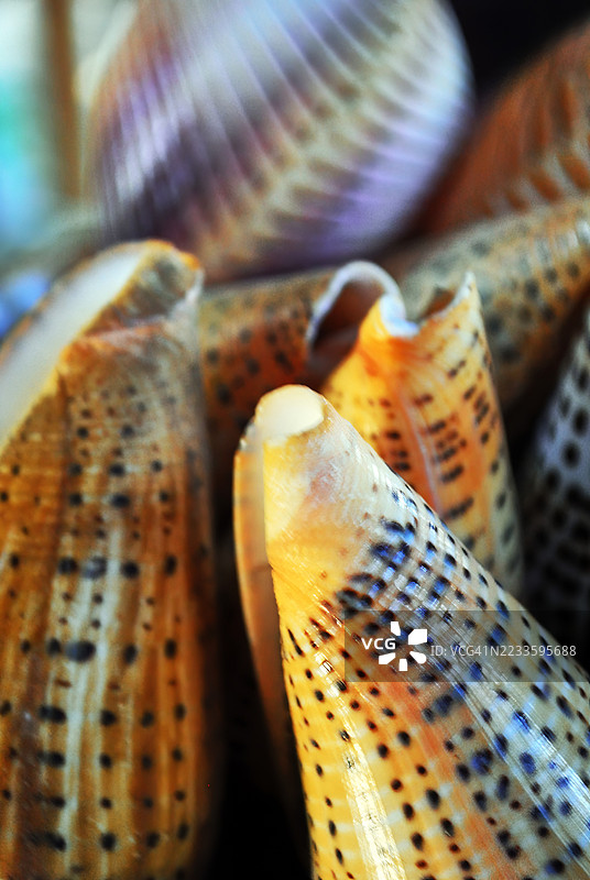 特写镜头展示了几只带有深色斑点和条纹图案的圆锥形海螺。图片素材