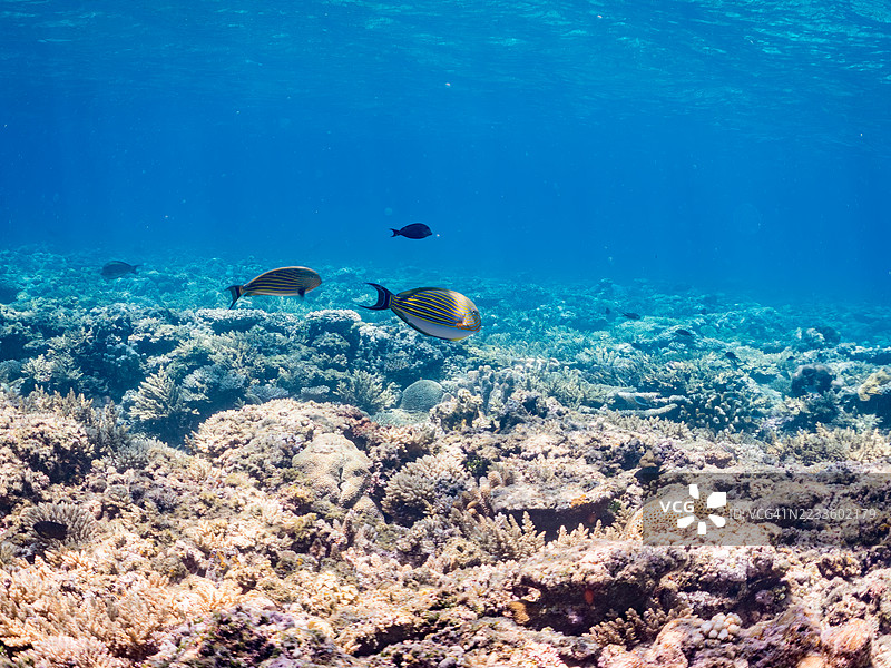 条纹外科鱼幼鱼，条纹外科鱼，Acanthurus lineatus，一群热带鱼。美丽的珊瑚礁和游泳的人们。Gahi岛，座间味岛，慶良間群岛，岛尻郡，冲绳 - 2025年6月29日图片素材