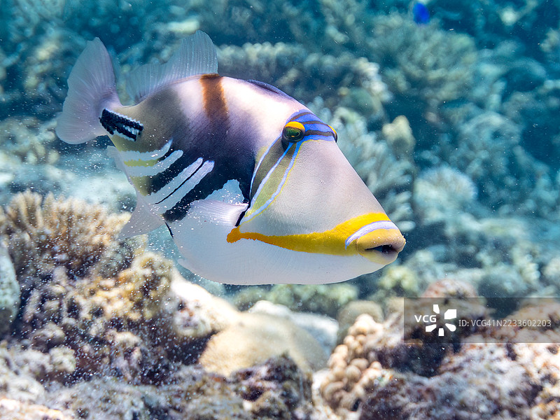 美丽的泻湖触鱼。皮卡索鱼，胡姆胡姆努库努库阿普阿（Rhinecanthus aculeatus）和其他鱼类在美妙的珊瑚礁中。一群热带鱼。美丽的珊瑚礁和游泳的人们。Gahi岛，Zamami岛，Kerama群岛，2025年图片素材