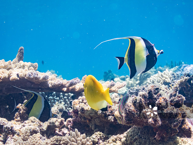 三点神仙鱼，三斑神仙鱼。摩尔鱼，角鱼。热带鱼群。美丽的珊瑚礁和游泳的人们。Gahi岛，座间味岛，慶良間群岛，岛尻郡，冲绳 - 2025年6月29日图片素材