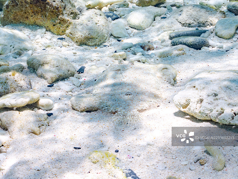 豹鲽，学名：Bothus pantherinus。一群热带鱼。美丽的珊瑚礁和游泳的人们。加比岛，座间味岛，慶良間群岛，岛尻郡，冲绳，日本 - 2025年6月29日图片素材