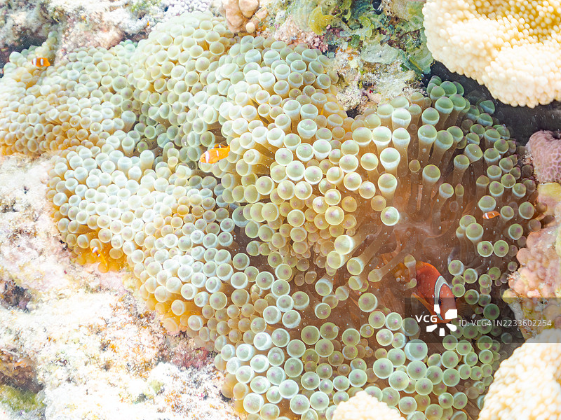 可爱的番茄小丑鱼（Amphiprion frenatus）和美丽的海葵以及其他生物在奇妙的珊瑚礁中。一群热带鱼。美丽的珊瑚礁和游泳的人们。Gahi岛，座间味岛，慶良間群岛，岛尻郡，2025年。图片素材