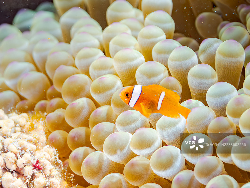 可爱的番茄小丑鱼（Amphiprion frenatus）与美丽的海葵及其他生物在壮观的珊瑚礁中。热带鱼群。美丽的珊瑚礁和游泳的人们。Gahi岛，座间味岛，庆良间群岛，岛尻郡，2025年。图片素材