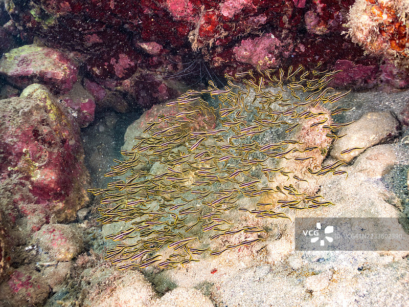 条纹鳗鲶，巴别鳗，斑点鳗，幼鱼群。带状珊瑚虾，条纹虾，硬壳虾。以及其他鱼群。平藏海滩，中木港，南伊豆，伊豆半岛，静冈县，日本。- 2025年7月12日。图片素材