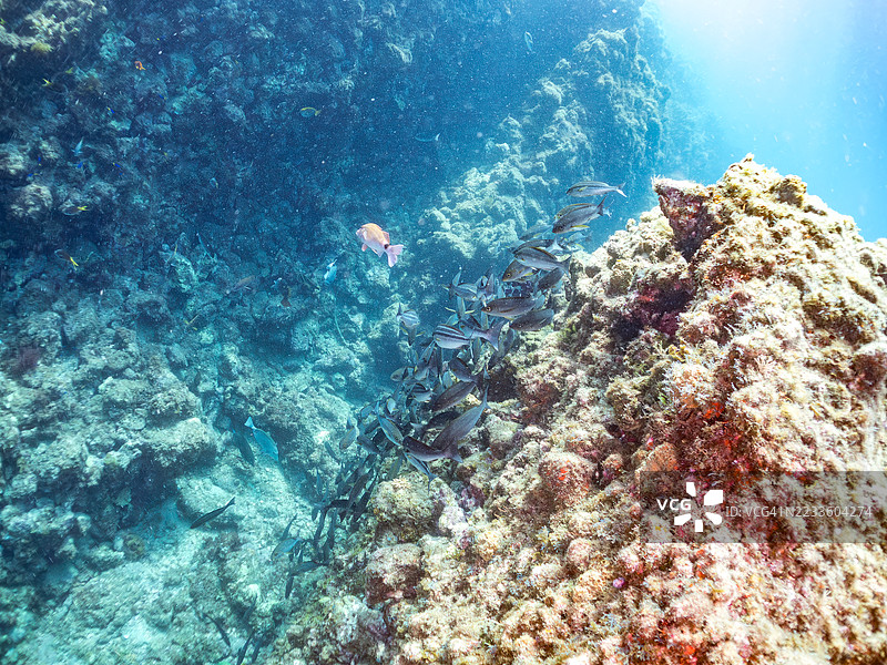 鸡 grunt，三条纹鲷，和其他鱼类。鱼群。平藏海滩，中木港，南伊豆，伊豆半岛，静冈县，日本。- 2025年7月13日。图片素材