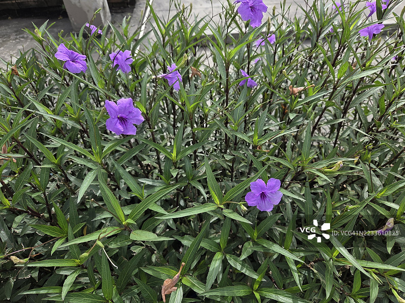 水炮，水炮，狭叶马鞭草，铁根，退烧草，爆荚，爆裂植物，Trai-no，Toi ting ACANTHACEAE，布列颠野花，墨西哥蓝铃花，紫丁香花在花园中盛开，背景为自然风景图片素材