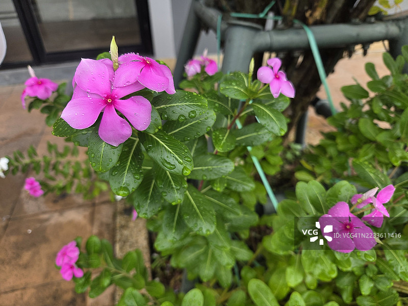 卡宴茉莉，长春花，玫瑰花，马达加斯加长春花，长春花，夹竹桃科花朵，深粉色，春季花园，自然模糊背景，西印度长春花，马达加斯加长春花图片素材