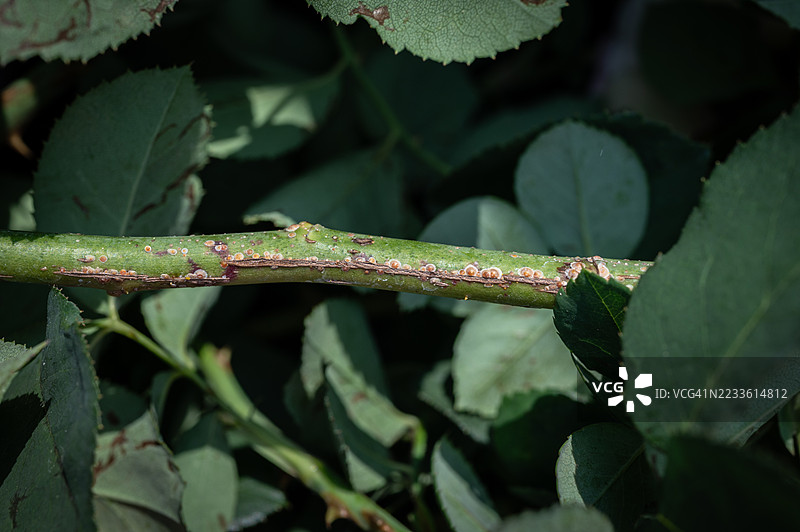 玫瑰树干上的玫瑰鳞虫特写（Aulacaspis rosae）。玫瑰鳞虫可能导致树干衰退或小枝枯萎。图片素材