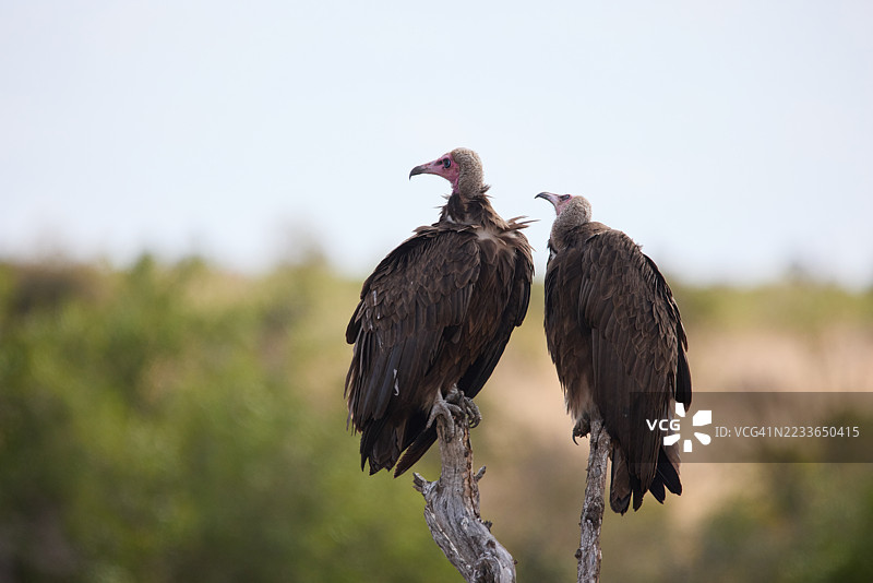 两只大型猛禽秃鹫特写坐在树上图片素材