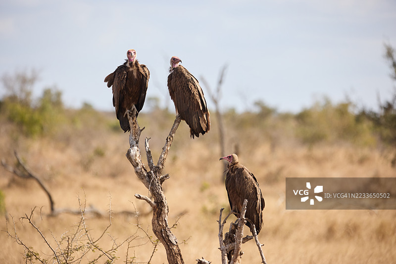三只大型猛禽秃鹫特写坐在树上图片素材