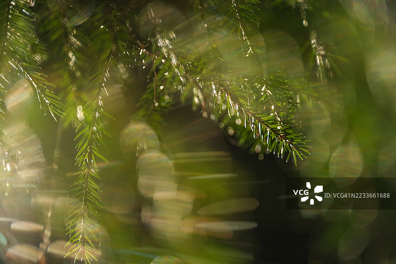 夏日日光下，云杉树枝的特写图片素材