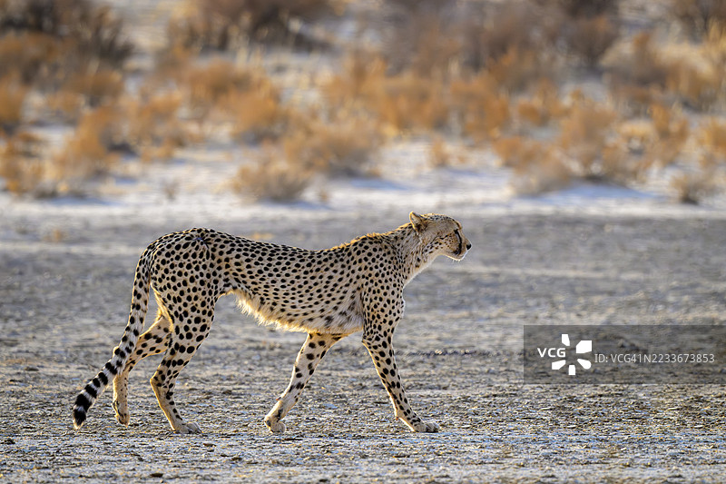 猎豹（Acinonyx jubatus）图片素材