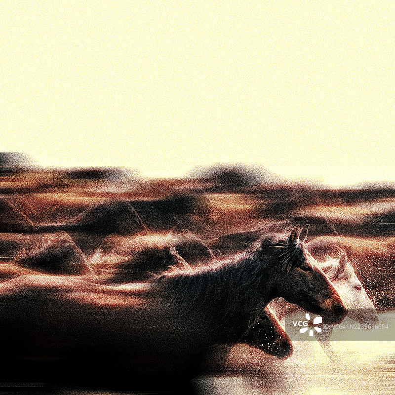 大群野马在湿地奔跑图片素材