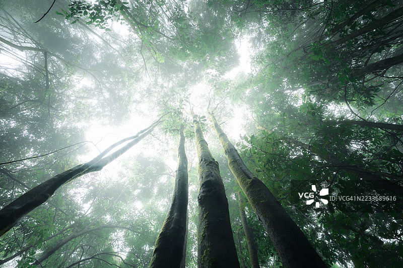 晨雾中的树木低角度视图图片素材
