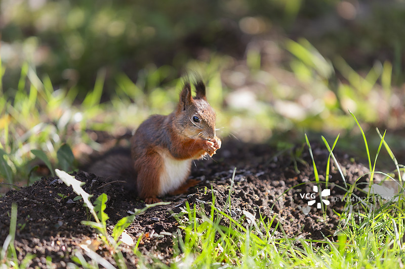 野生松鼠图片素材