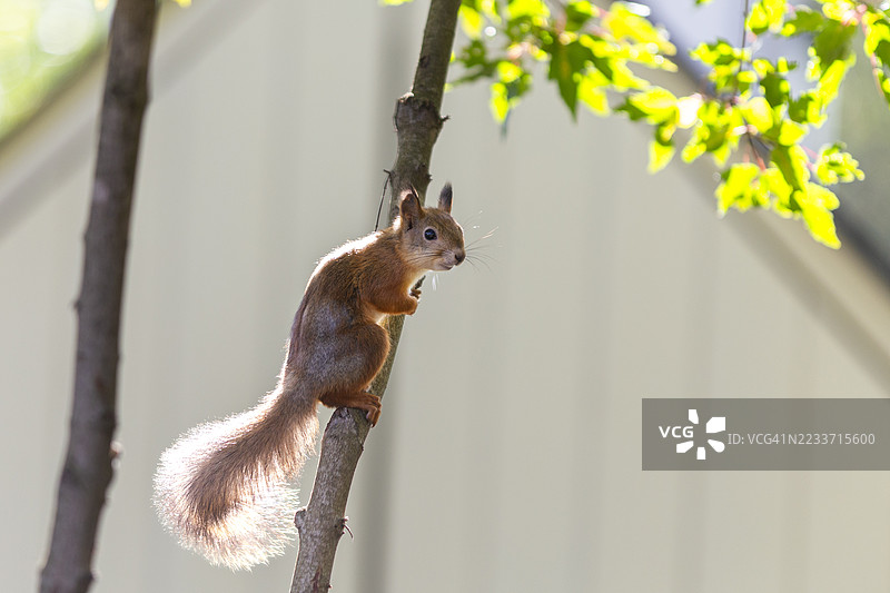 野生松鼠特写图片素材