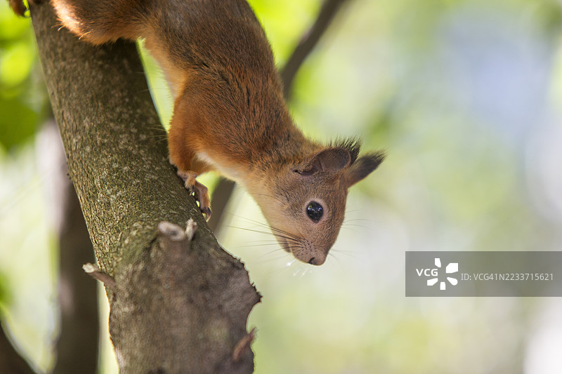 野生松鼠特写图片素材