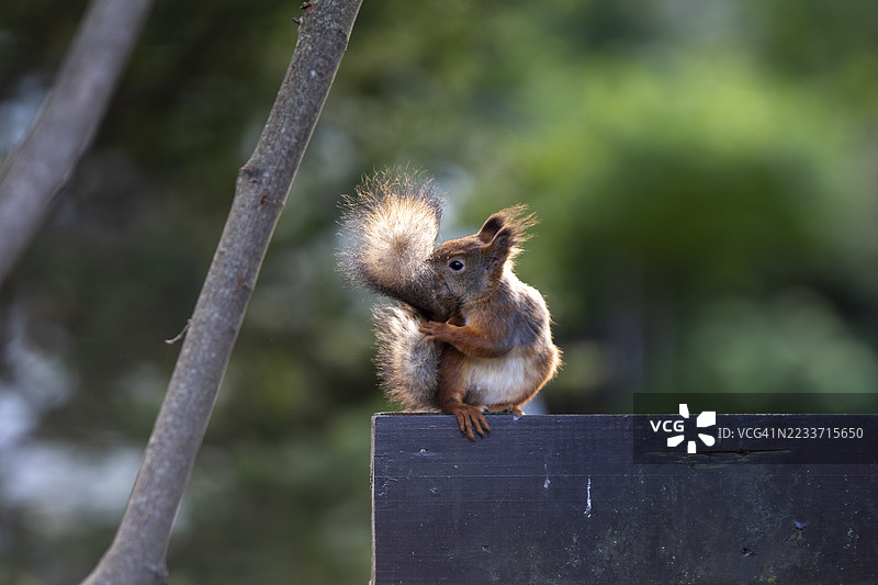 野生松鼠图片素材