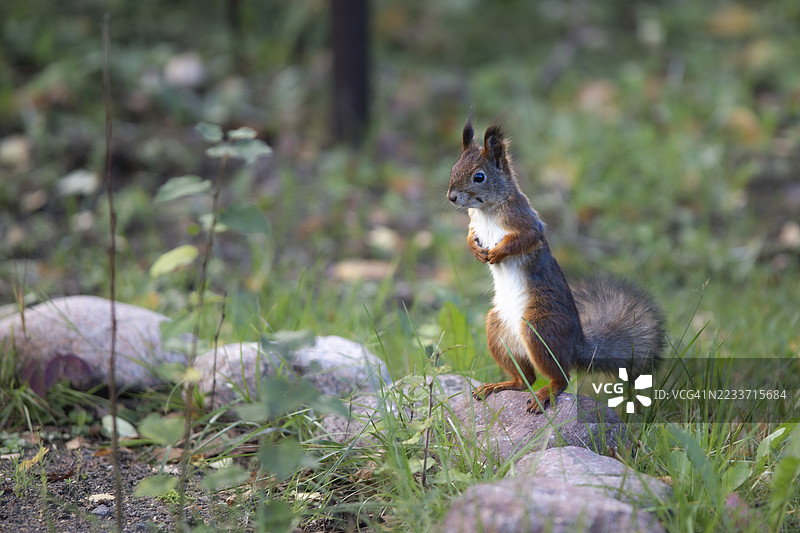 野生松鼠图片素材