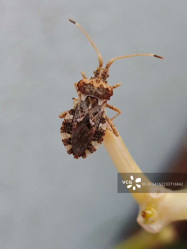 棕色昆虫栖息在植物茎上的特写镜头图片素材