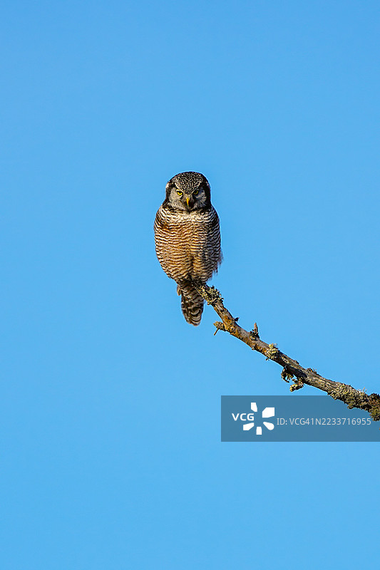 一只北方鹰鸮栖息在树枝上，背景是晴朗的蓝天图片素材