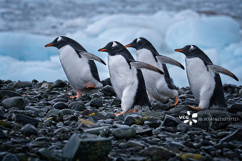 一群帝企鹅在岩石海岸上行走图片素材