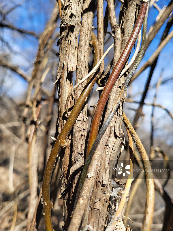 冬季森林中交错的树枝特写图片素材