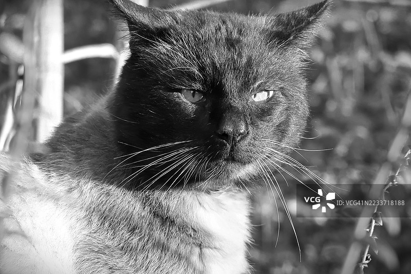 黑白色调的猫咪特写镜头图片素材