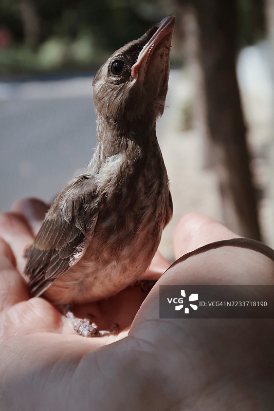 年轻鸟儿在户外安静地栖息在一个人手中特写镜头图片素材