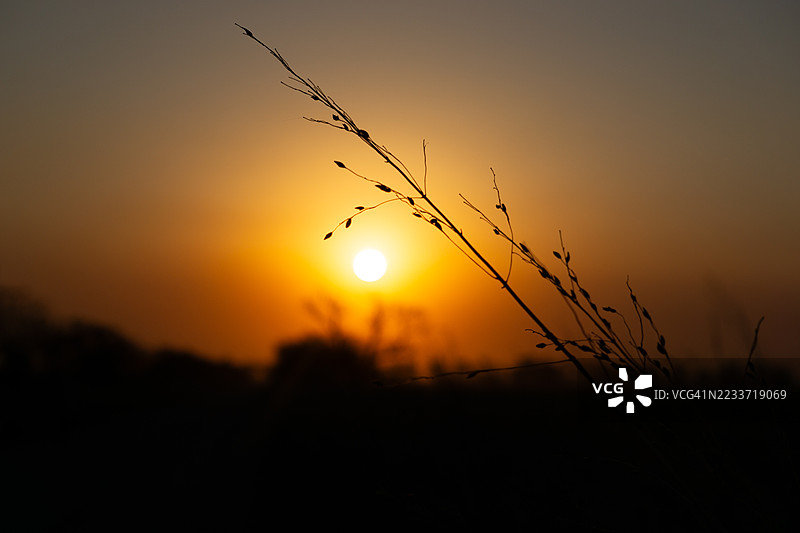 日落天空下的草木剪影，苏阿尔迪，阿根廷图片素材