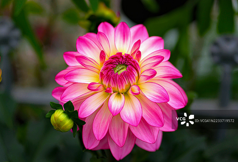 盛开的鲜艳粉色大丽花图片素材