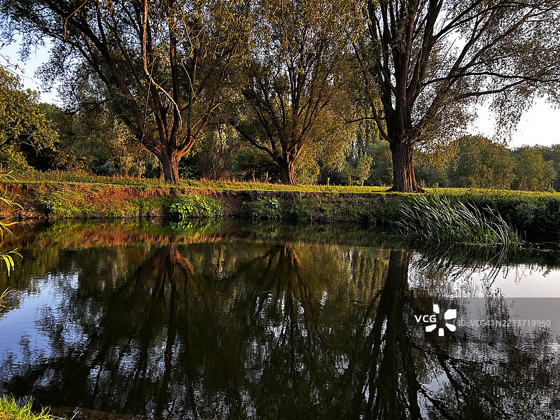 宁静的湖泊在日落时映照树木图片素材