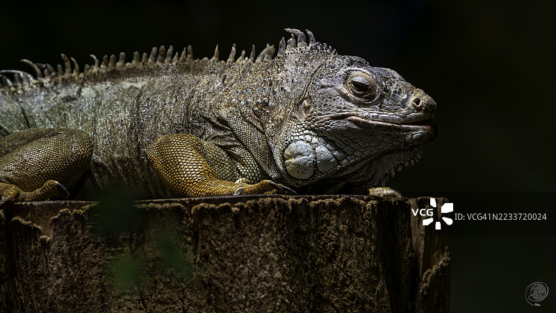 树桩上休息的蜥蜴特写镜头图片素材