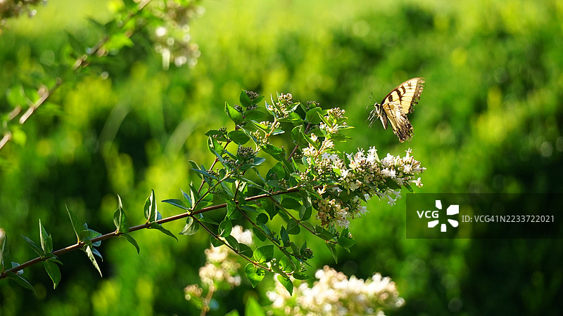 蝴蝶在郁郁葱葱的花园中盘旋于开花植物上图片素材