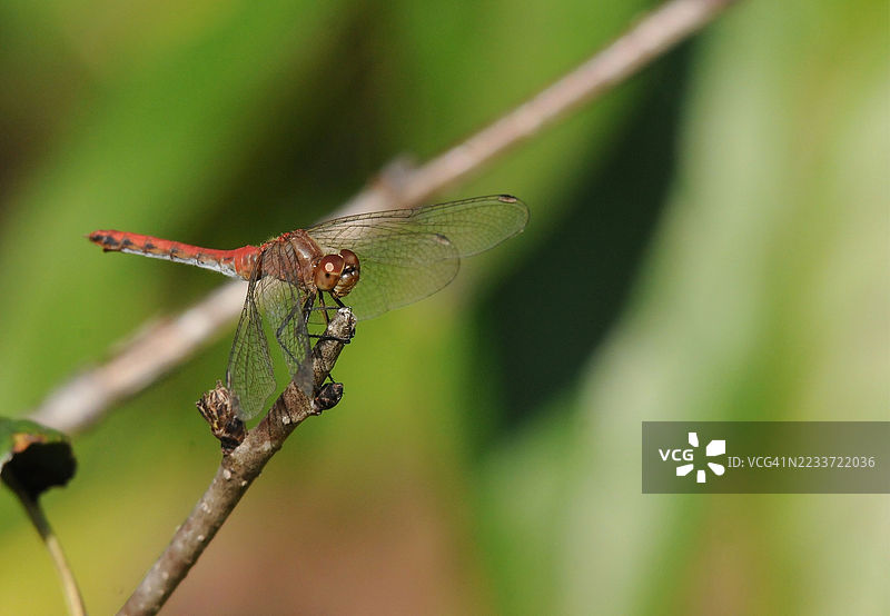 蜻蜓栖息在树枝上的特写镜头图片素材