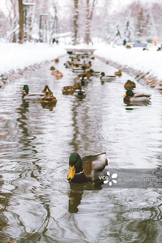 冬季鸭子在雪-covered运河中游泳图片素材
