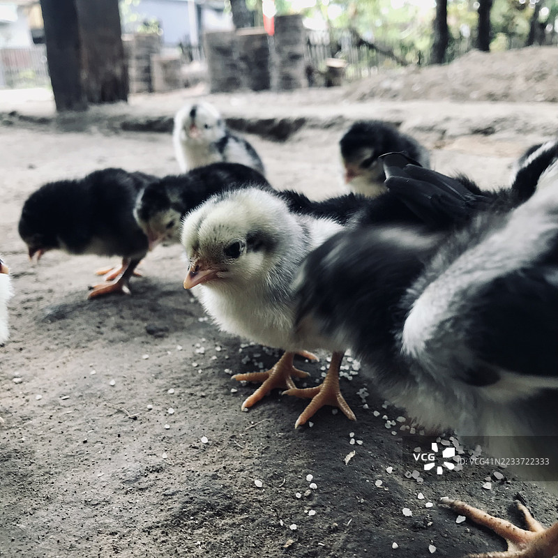 小路上的小鸡特写图片素材