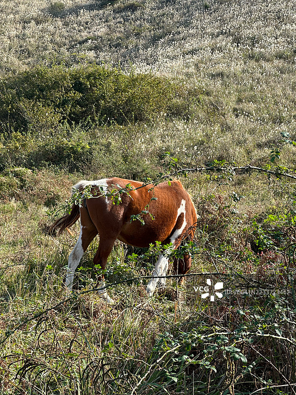阳光明媚的田野中吃草的马图片素材