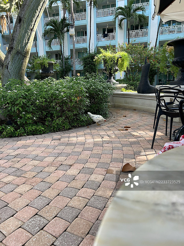宁静的庭院，铺砌的小路和郁郁葱葱的绿植，巴巴多斯图片素材