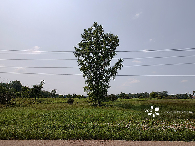 广阔绿野中的孤独树木，晴朗的天空，伊顿拉皮兹，美国图片素材