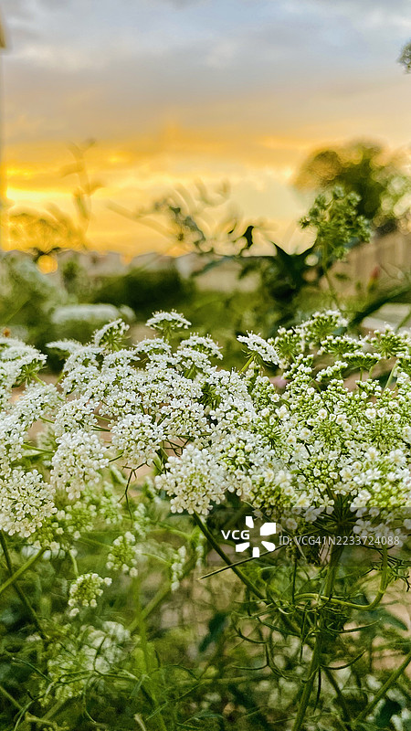 日落时分，田野中盛开的白色花朵图片素材