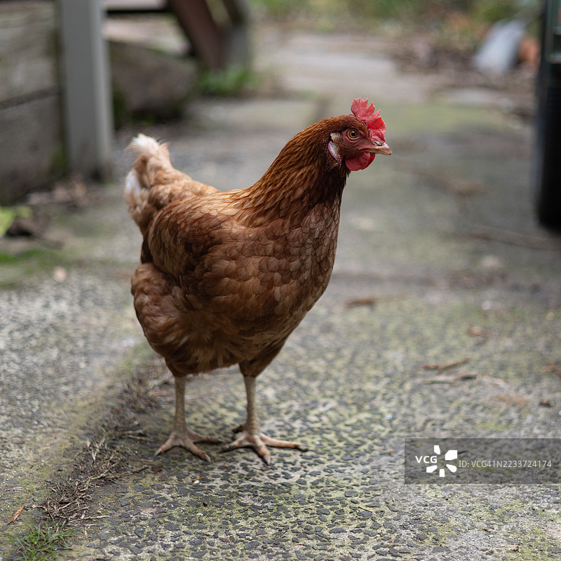 棕色母鸡在混凝土小路上特写图片素材
