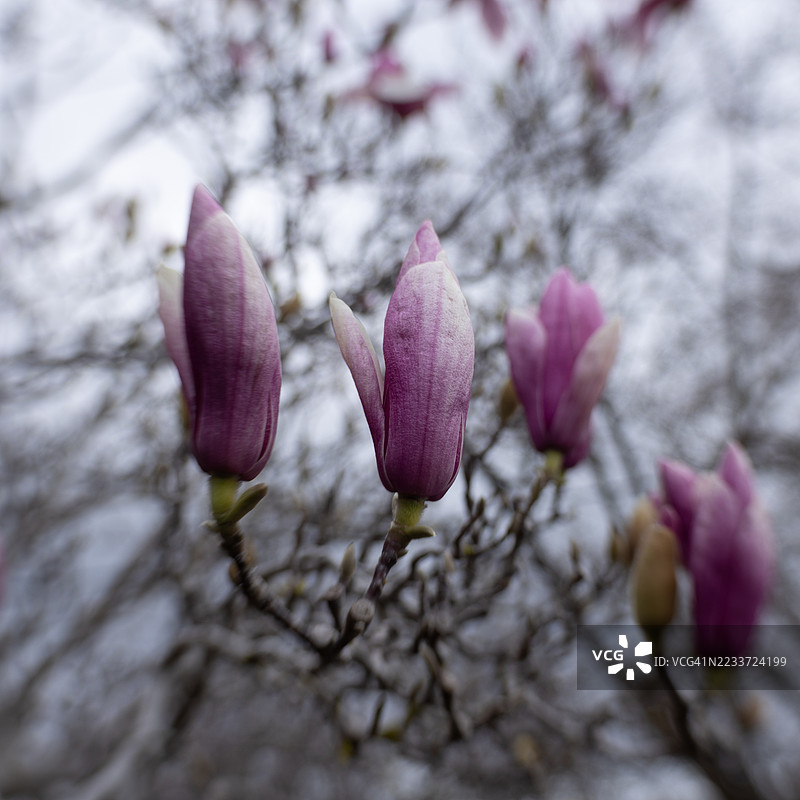 盛开的玉兰花蕾特写图片素材