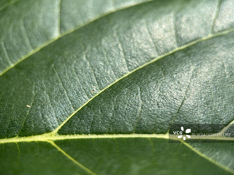 绿色叶子的特写，清晰可见的纹理和叶脉图片素材
