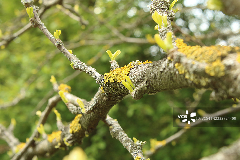 春天树枝上的苔藓特写图片素材