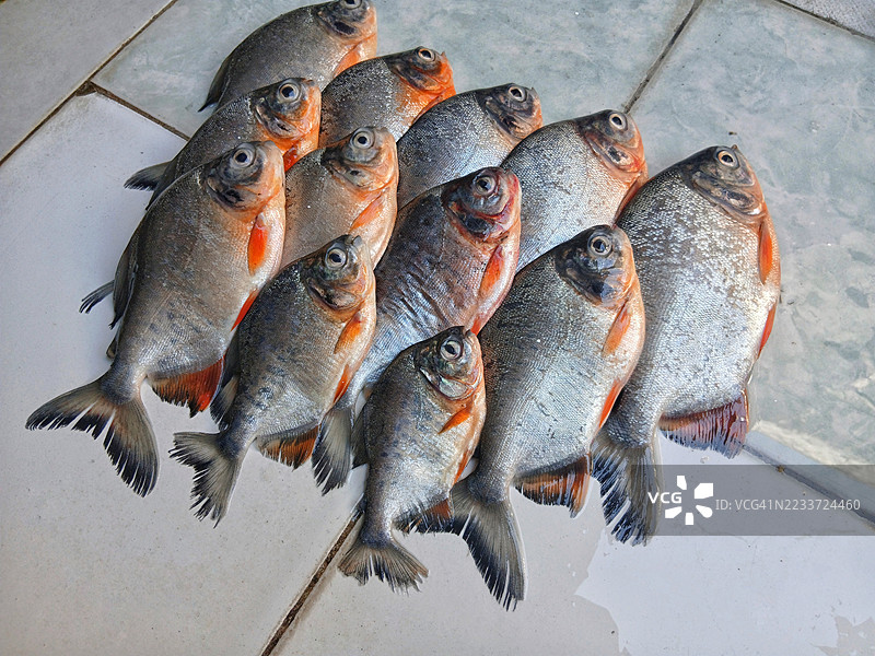 新鲜捕获的鱼摆放在瓷砖表面上图片素材