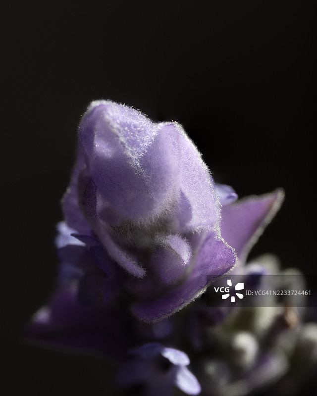 深色背景下的薰衣草花特写图片素材